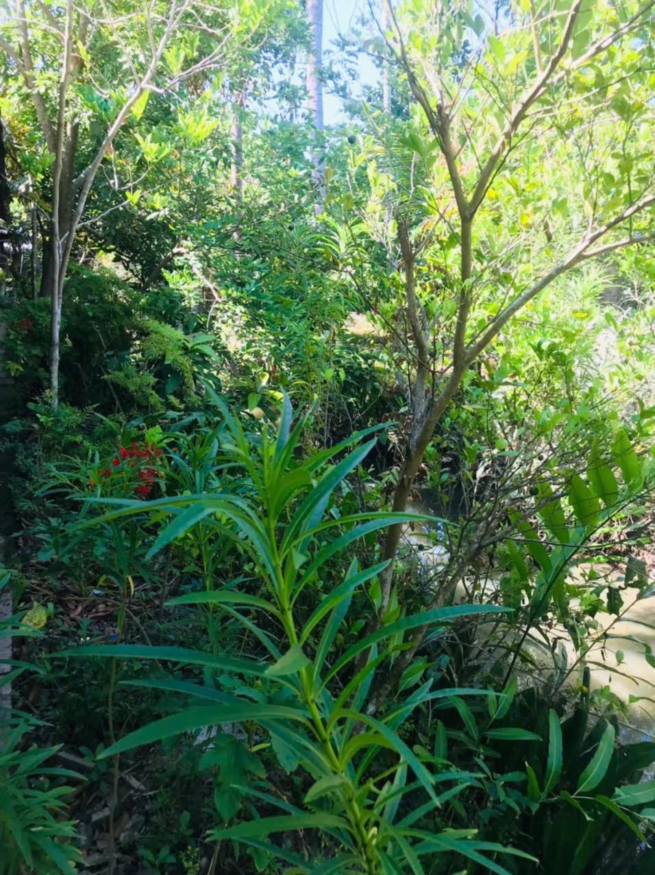 Ba Danh Homestay & Kitchen - Ben Tre Mekong エクステリア 写真
